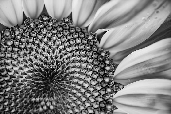 greyscale photo of Sunflower flower, HMM, Black and White, Tamron