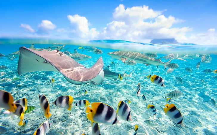 HD wallpaper: Hawaii Exotic Fish Crystal Clear Water Underwater World  Wallpaper For Desktop 2880×1800 | Wallpaper Flare