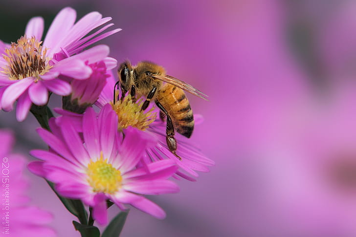 selective focus photography honeybee on pink petaled flowers, HD wallpaper
