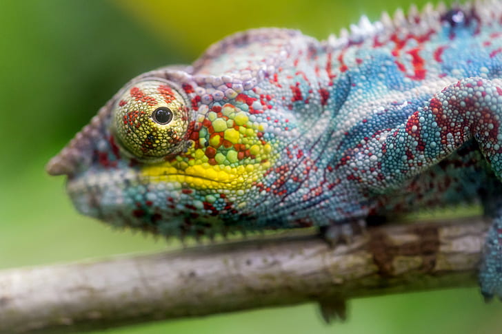 photo of Chameleon holding tree branch during day time, chameleon