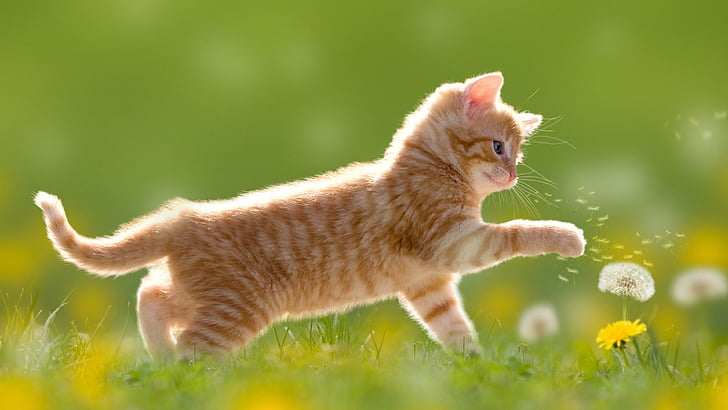 cat, mammal, dandelion, flower, grass, whiskers, kitten, short haired cat