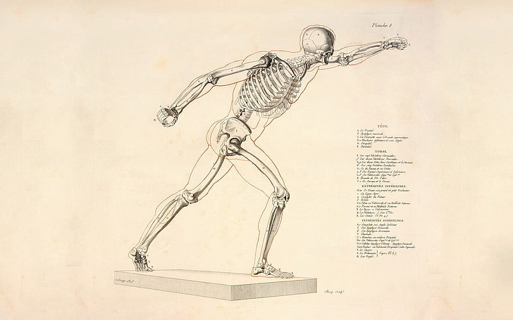 human skeleton sketch, science, bones, paper, studio shot, representation