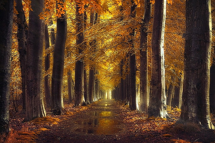orange leafed trees photo, fall, gold, path, forest, leaves, rain, HD wallpaper