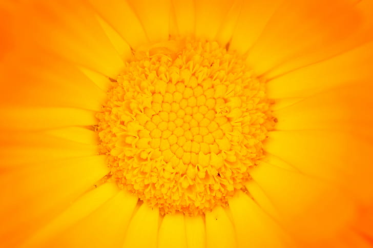 selective focus photography of yellow flower, pot marigold, calendula, pot marigold, calendula, HD wallpaper