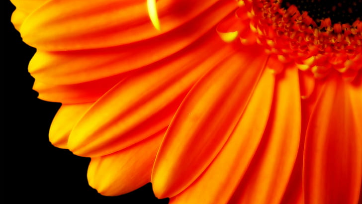 HD wallpaper: Pure Orange Flower 1080p HD, orange flower, flowers |  Wallpaper Flare