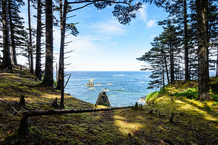 photo of forest and sea, DSC, Kodiak  Alaska, United States, Nikon 1 J2