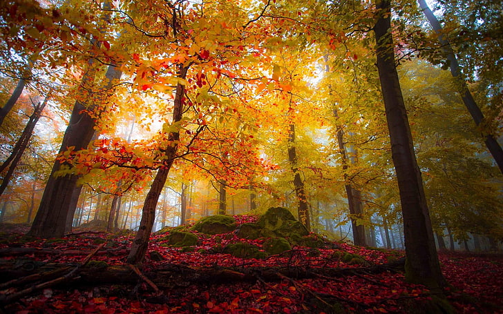 orange maple tree, landscape, nature, forest, fall, colorful, HD wallpaper