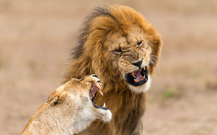 orange lion, lioness, aggression, teeth, lion - Feline, wildlife, HD wallpaper