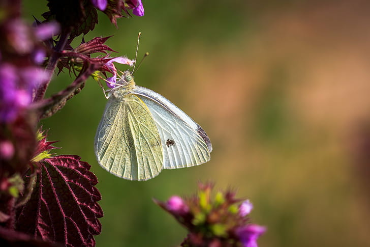 selective focus photography of white butterfly collecting nectar on purple petaled flower, HD wallpaper