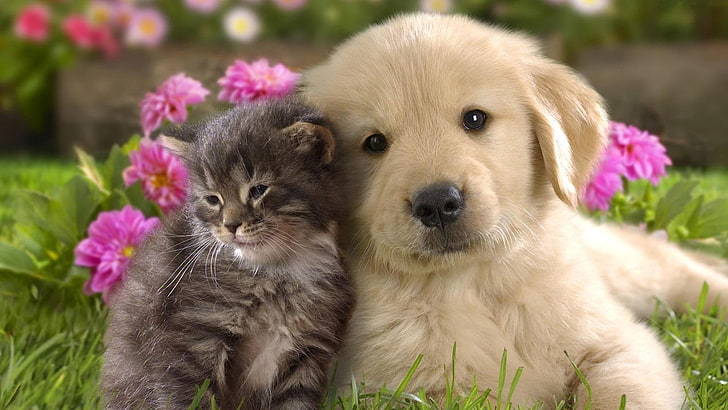 cute, doggie, cat, kitty, huddle, HD wallpaper