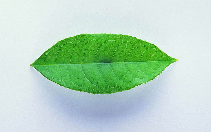 A green leaf close-up, shadows, ovate leaf