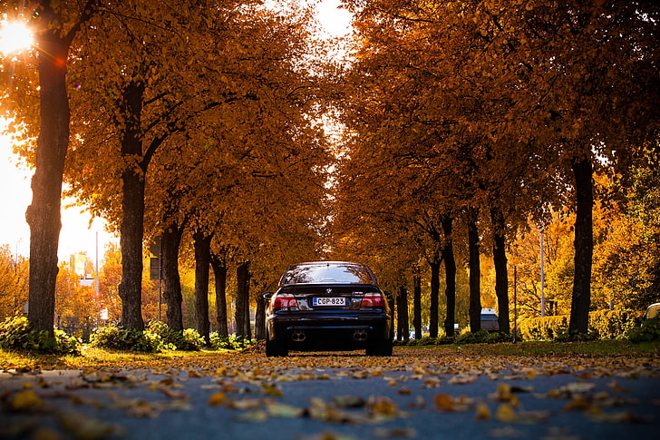 blue vehicle, leaves, lights, BMW, Black, E39, autumn, tree, plant, HD wallpaper