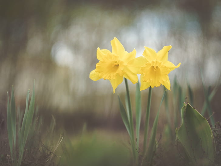 selective focus of two yellow petaled flowers, Happy Easter, to you all