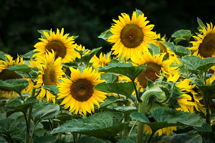 sunflower field, One day, last summer, sunflowers, yellow, nature, HD wallpaper