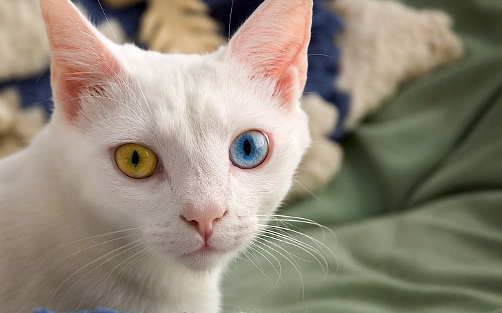 short-haired white cat, heterochromia, different eyes, color
