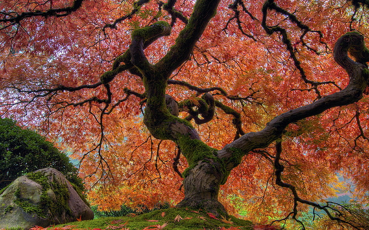 Japanese Garden In Autumn Japanese Maple Tree At Portland Desktop Wallpaper Hd For Mobile Phones And Laptops 3840×2400, HD wallpaper