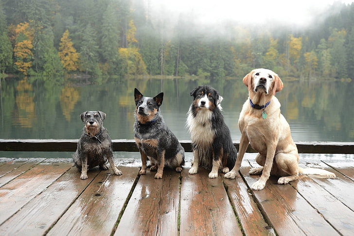 four assorted dogs, photography, nature, landscape, animals, lake