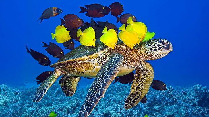 sea turtle, marine biology, loggerhead, underwater, coral reef