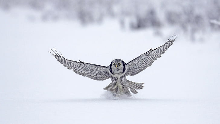 owl, birds, snow, wings