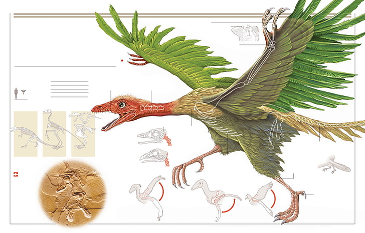 Animal, Archaeopteryx, animal representation, indoors, dinosaur, HD wallpaper