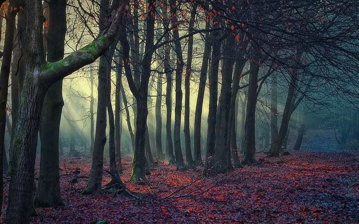 nature, trees, forest, fallen leaves, dappled sunlight, winter, HD wallpaper