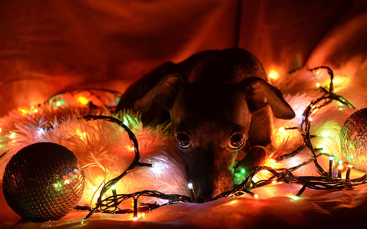Free download | HD wallpaper: christmas, dogs, lights, year | Wallpaper ...