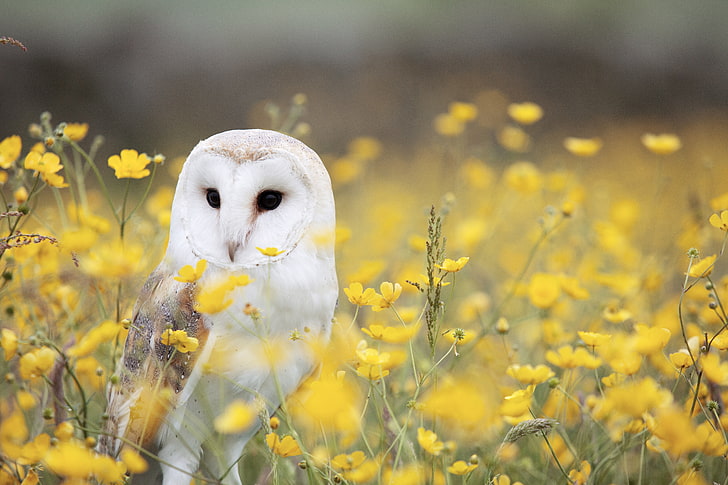 white owl, barn owl, bird, predator, nature, yellow, flower, outdoors