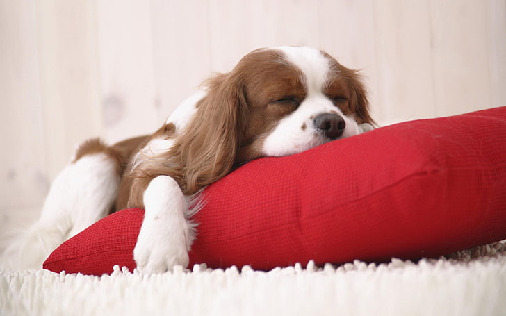 adult Cavalier King Charles spaniel, carpet, puppy, pillow, dog