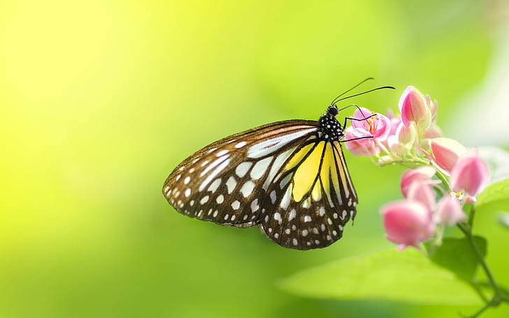 Insect butterfly flowers, HD wallpaper