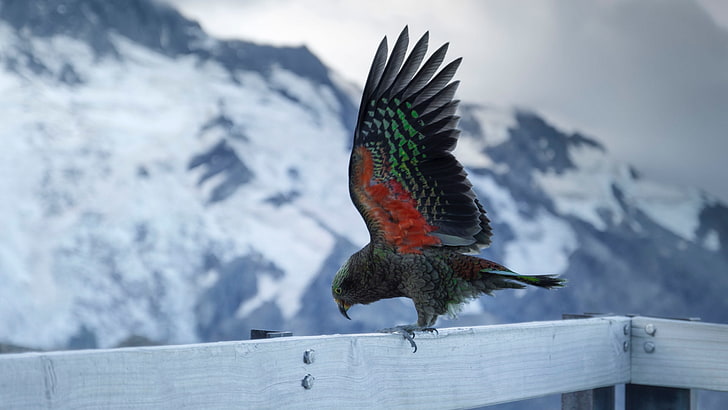 kea, parrot, alpine parrot, birds, animal, animal themes, one animal