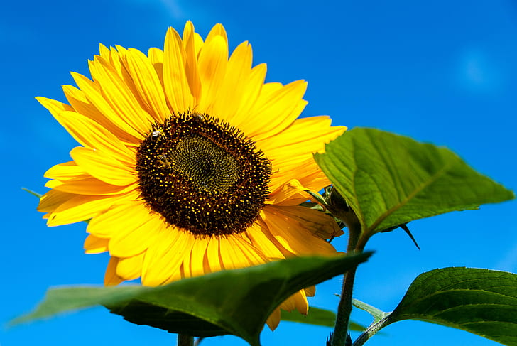 close up photo of yellow sunflower, sunflower, Maine, Portland, HD wallpaper