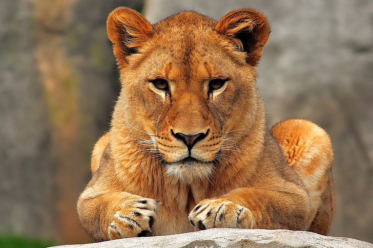 red lioness, sit, predator, lion - Feline, undomesticated Cat, HD wallpaper