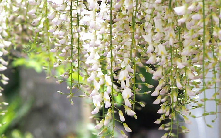 Spring Wisteria Flowers, white flowers lot