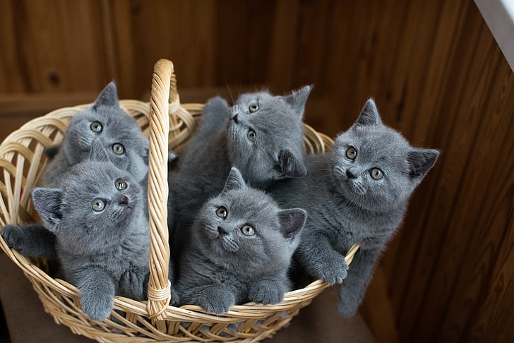 baskets, cat, animals, kittens, group of animals, animal themes, HD wallpaper