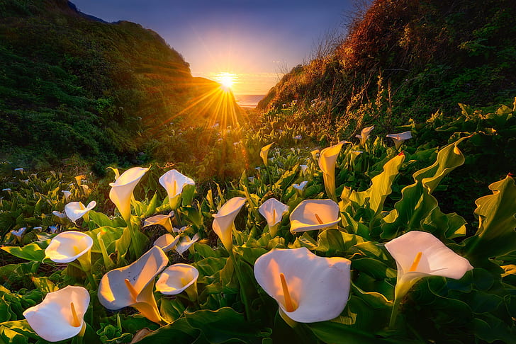 Flowers, Calla Lily, Nature, Sunbeam, White Flower, HD wallpaper