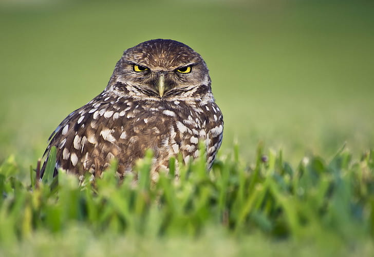 brown and black owl, Angry Bird, Athene cunicularia, Burrowing Owl