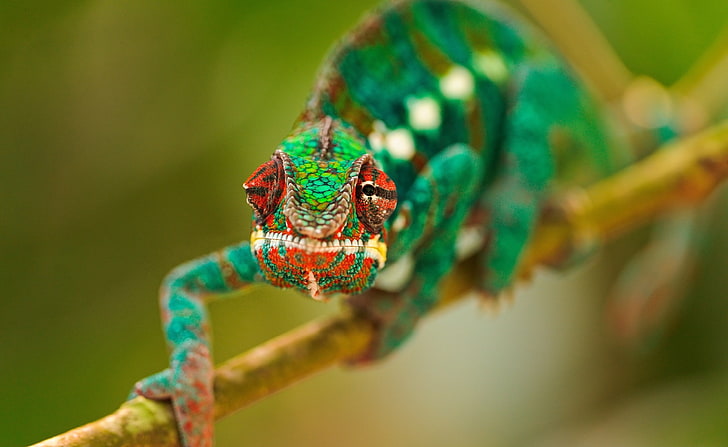 Colorful Chameleon Macro, green chameleon, Animals, Reptiles and Frogs