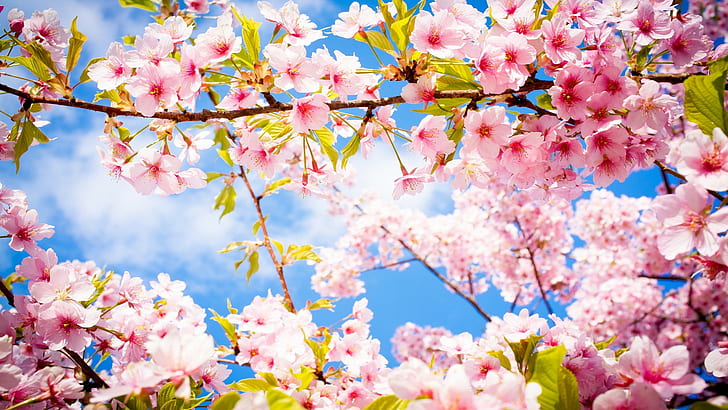 Sakura Cherry Blossom HD, pink cherry blossoms, flowers, japanese