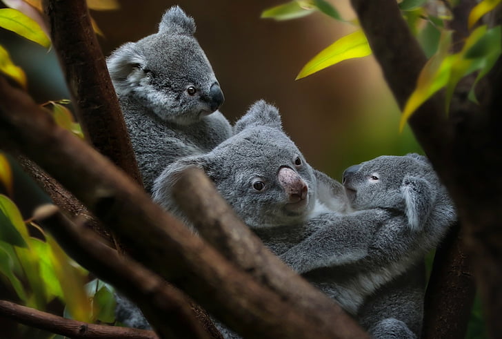 Koala baby 1080P, 2K, 4K, 5K HD wallpapers free download | Wallpaper Flare