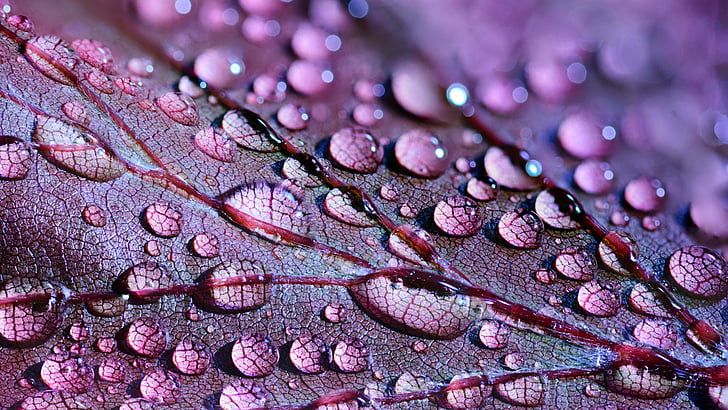 purple, drops, waterdrop, leaf, droplet, dew drops, close up, HD wallpaper