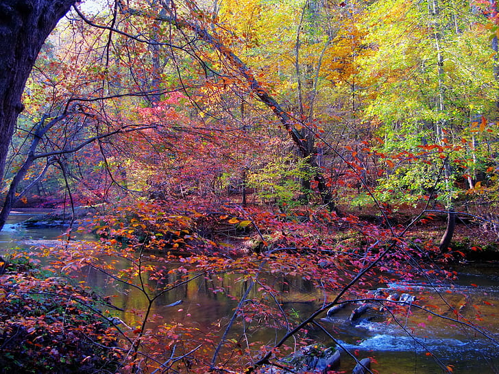 Seasons Autumn Forests Rivers Trees Nature, HD wallpaper