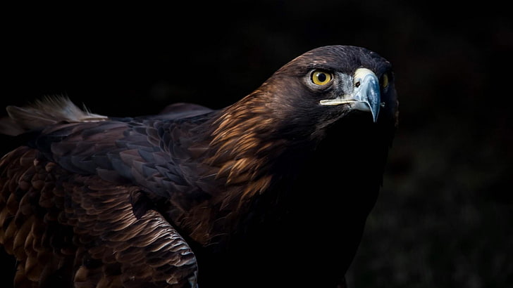 beak, bird of prey, eagle, golden eagle, close up, wildlife, HD wallpaper