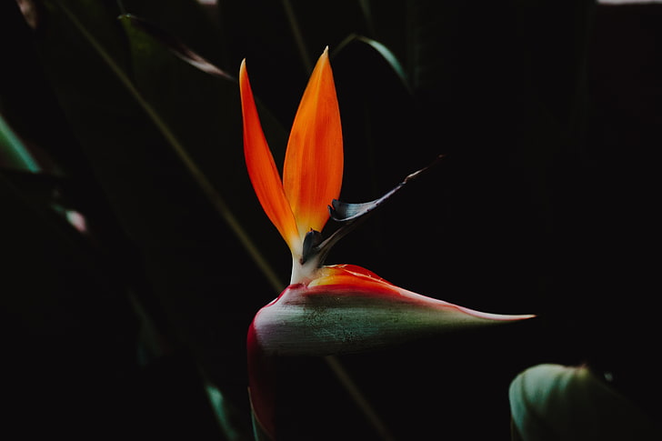 orange and green bird-of-paradise flower, strelitzia, bird of paradise flower