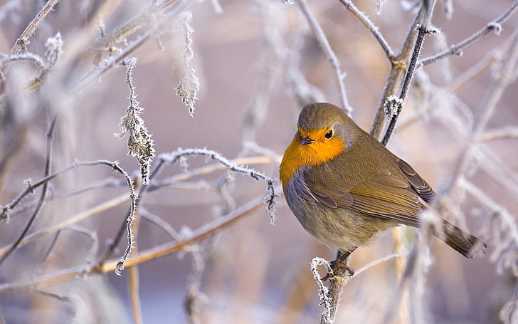 European robin bird, birds, branches, winter, snow, frost, animal