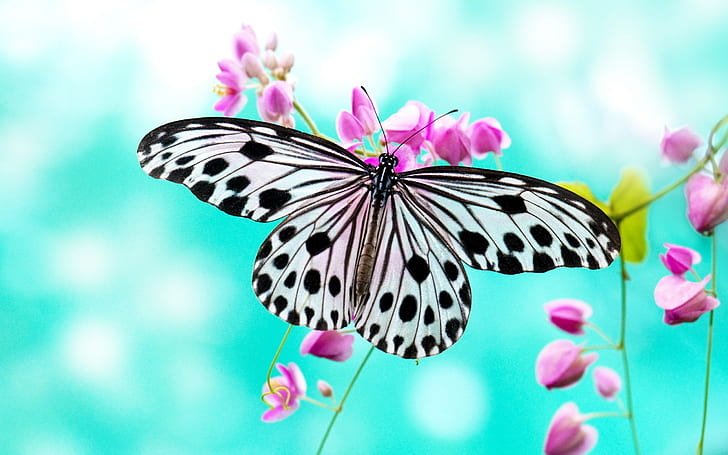 high quality butterfly  for desktop