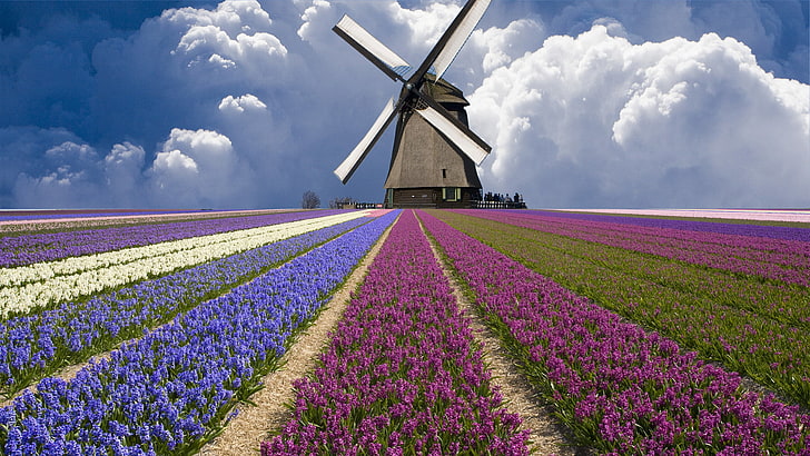 gray and black windmill, field, clouds, tulips, Netherlands, agriculture, HD wallpaper