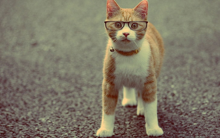 orange and white cat, animals, glasses, mammal, one animal, domestic animals, HD wallpaper