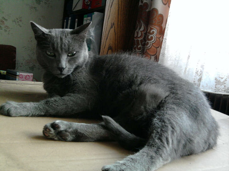 Katze, russian blue cat, cats, macke, mace, animals, HD wallpaper