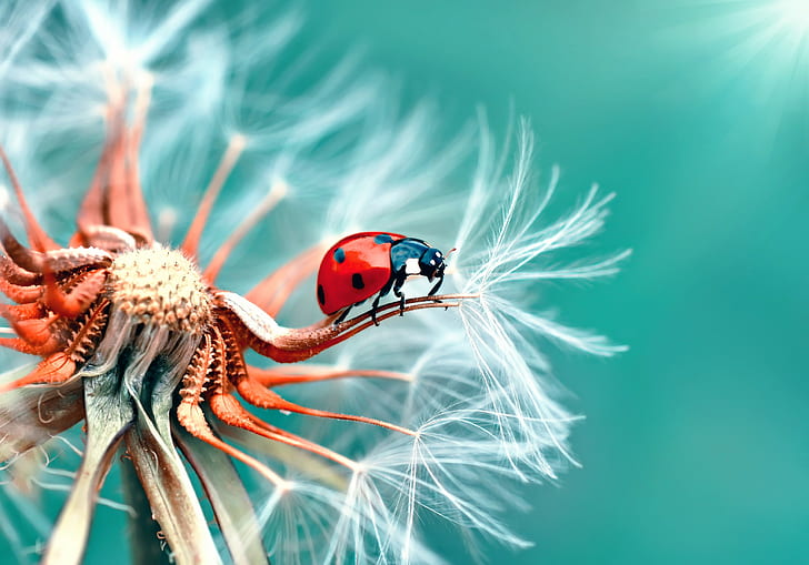 Ladybug Dandelion, macro, HD wallpaper