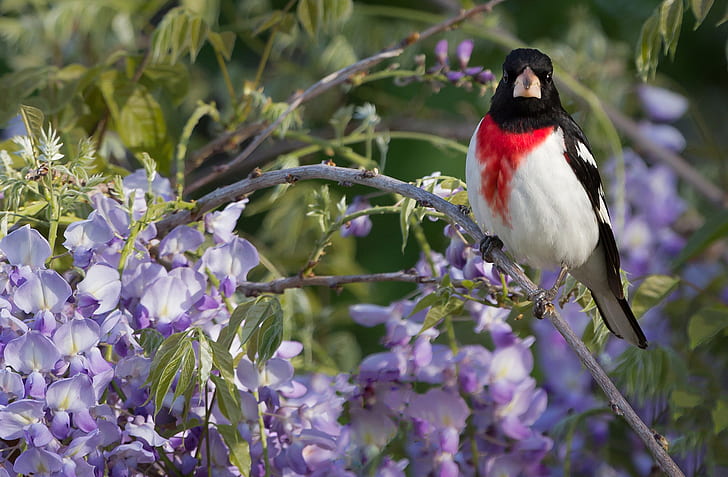 bird, branch, Wisteria, The red-breasted cardinal Dubonosov